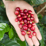 Coffee cherries held in persons hand