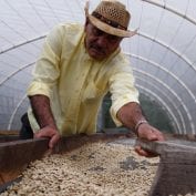 Man in Honduras raking coffee beans