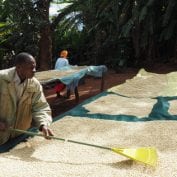 Coffee beans being dried out