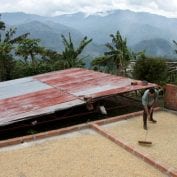 Man raking coffee beans on top of roof