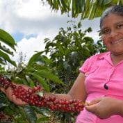 Woman in Honduras inspecting coffee plants