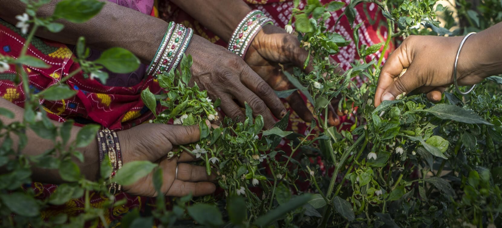 Group of people picking at plants in Asia