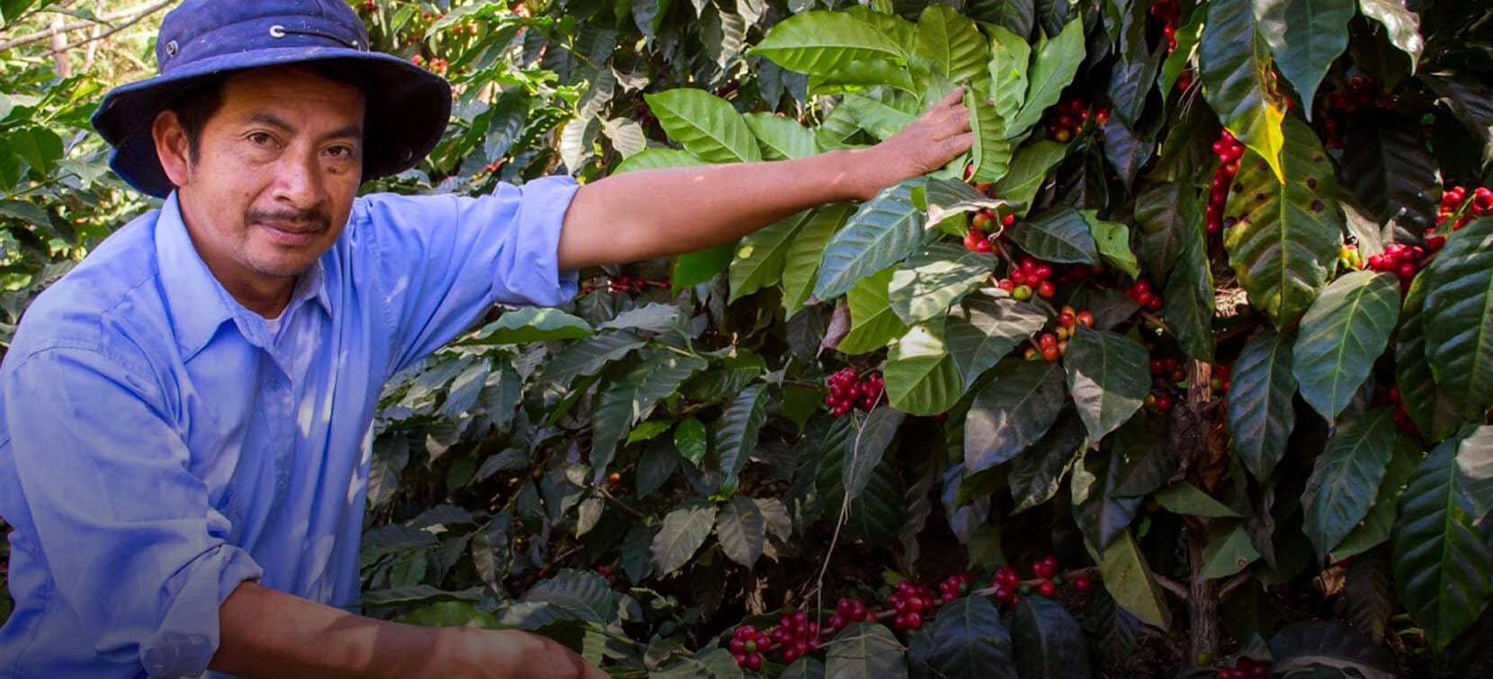 Man smiling looking at coffee plants