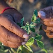 Sustainable farming methods are oneGuar farmer Bhanwarlal Sharma in India