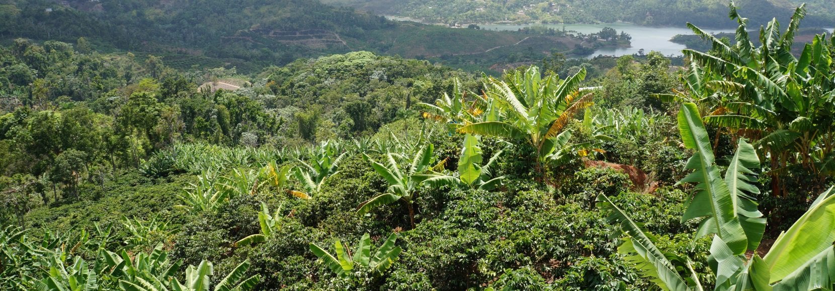 Puerto Rico landscape
