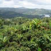 Puerto Rico landscape