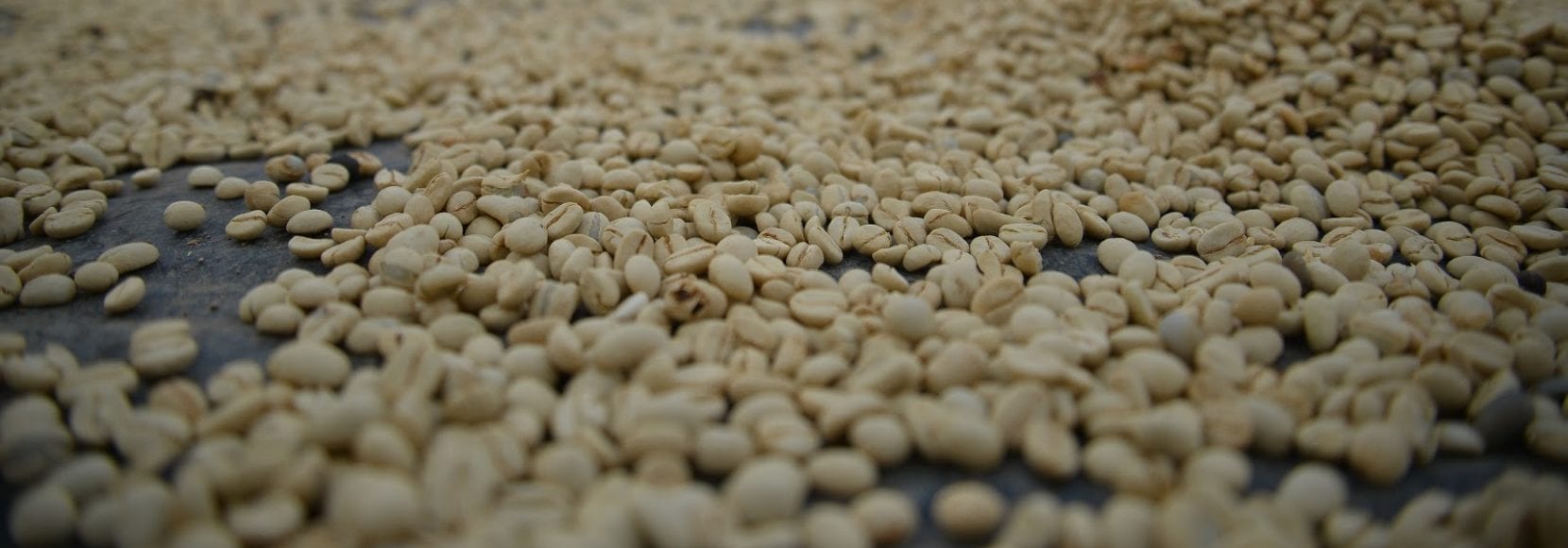 Coffee beans in Peru