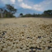 Coffee beans in Peru