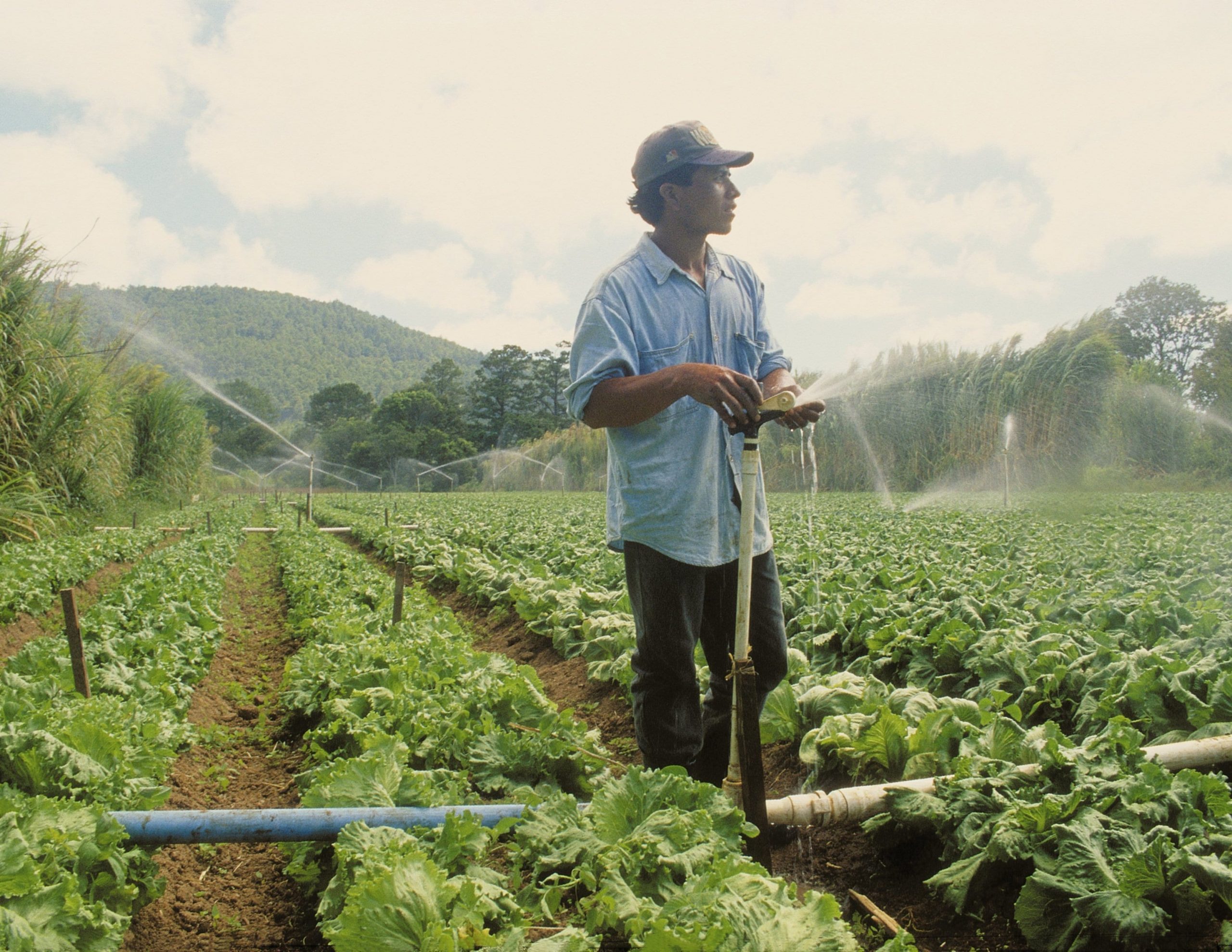 TechnoServe Agriculture | | TechnoServe Agriculture