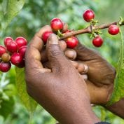 TechnoServe's solutions for poverty including helping coffee farmers - photo shows the hands of a coffee farmer picking coffee cherries - close-up photo