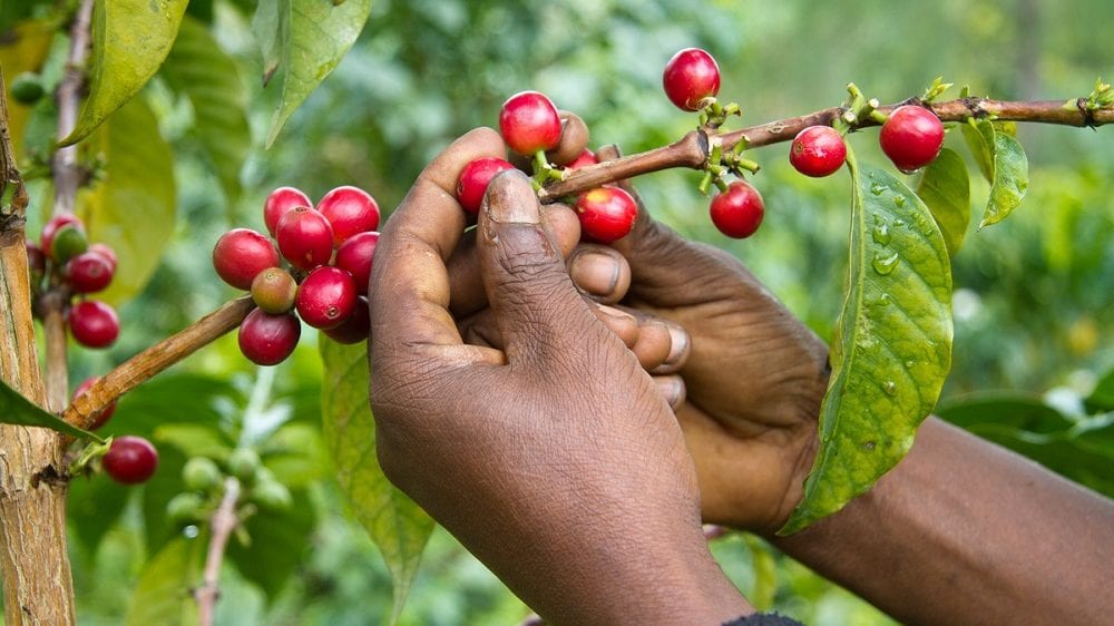 how technoserve fights poverty - the hands of a coffee farmer picking coffee cherries - close-up photo