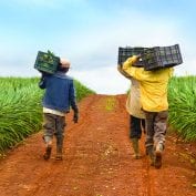 TechnoServe provides solutions for poverty - Photo of Farmers who work with TechnoServe in Nicaragua