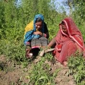 Two women inspecting their crops in India