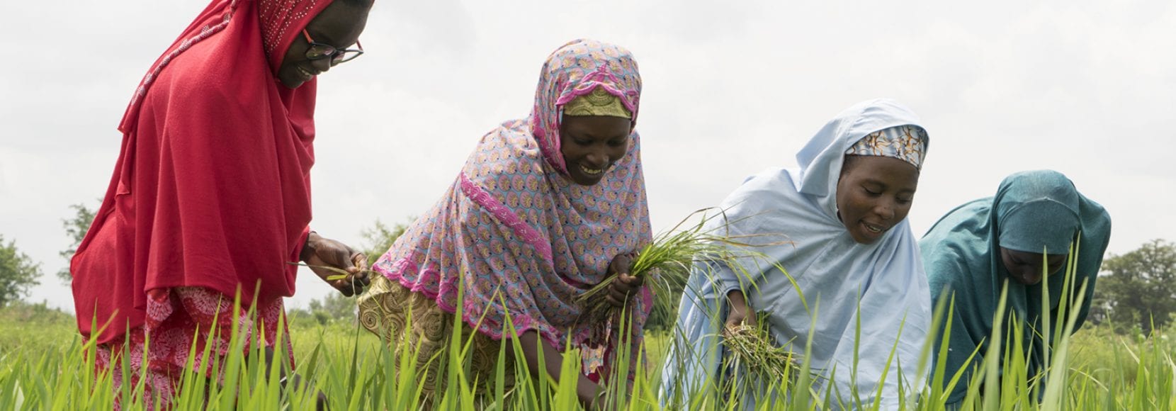 Four woman harvesting in a farm