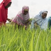 Four woman harvesting in a farm