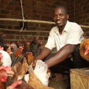 Man smiling while working with chickens