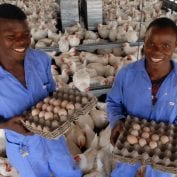 Mozambique, Nampula, 18 October 2010 - Virgilio Manuel (l) and Gonsalves Adriano (r), workers at Technoserve client Gett poultry production at Nampula in the North of the Southern African country of Mozambique. Chicken is the main source of protein in the area. (Photo copyright Henner Frankenfeld / henner@picturenet.co.za / tel.: +27-82-493 4844) agriculture