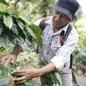 Man inspecting his coffee trees