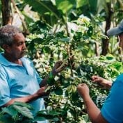 Two men inspecting their coffee trees