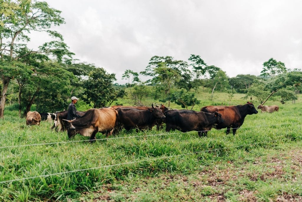 An active cattle ranch in Boaco, Nicaragua