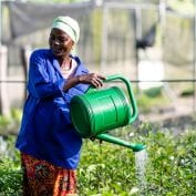 Women watering plants in Benin