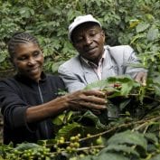 Two people smiling while picking coffee beans