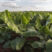 Farm in Mozambique