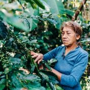 Woman picking coffee beans off the vine