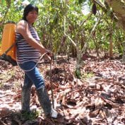 Woman working through her cocoa crops