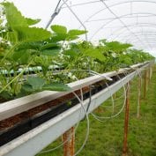 Plants elevated in a greenhouse