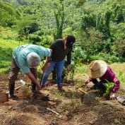 Farmers inspecting the ground in Puerto Rico after disaster