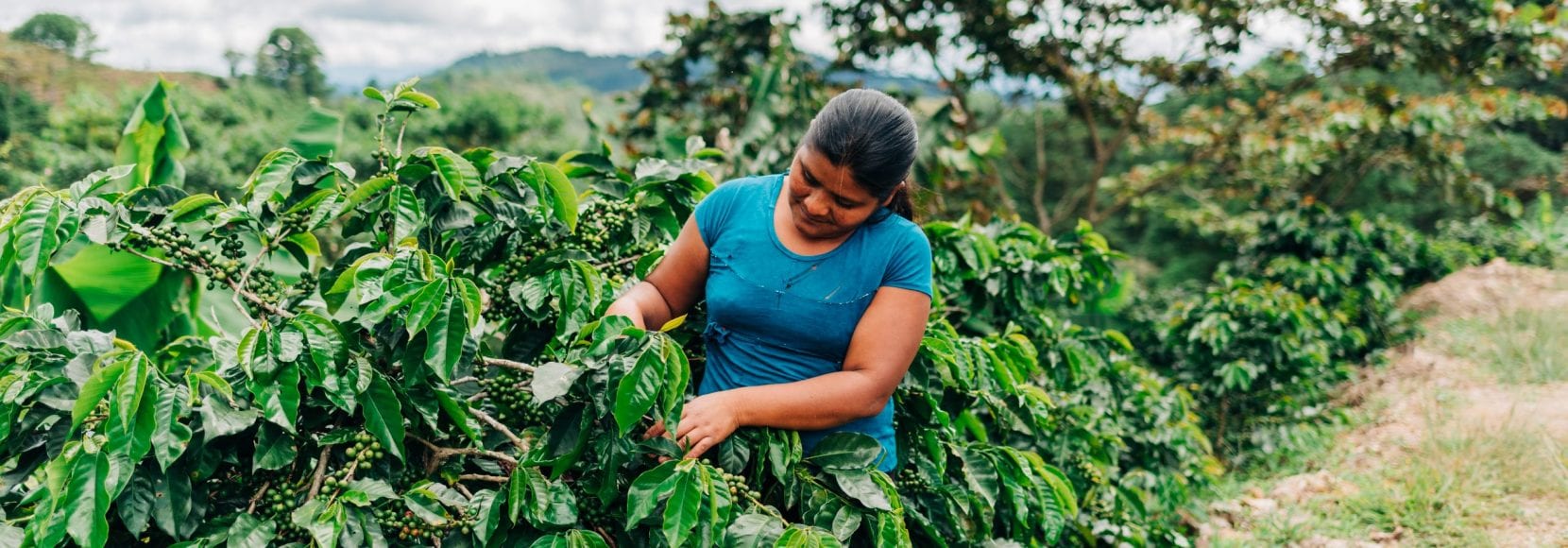 Woman working in coffee farm