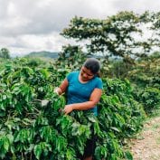 Woman working in coffee farm