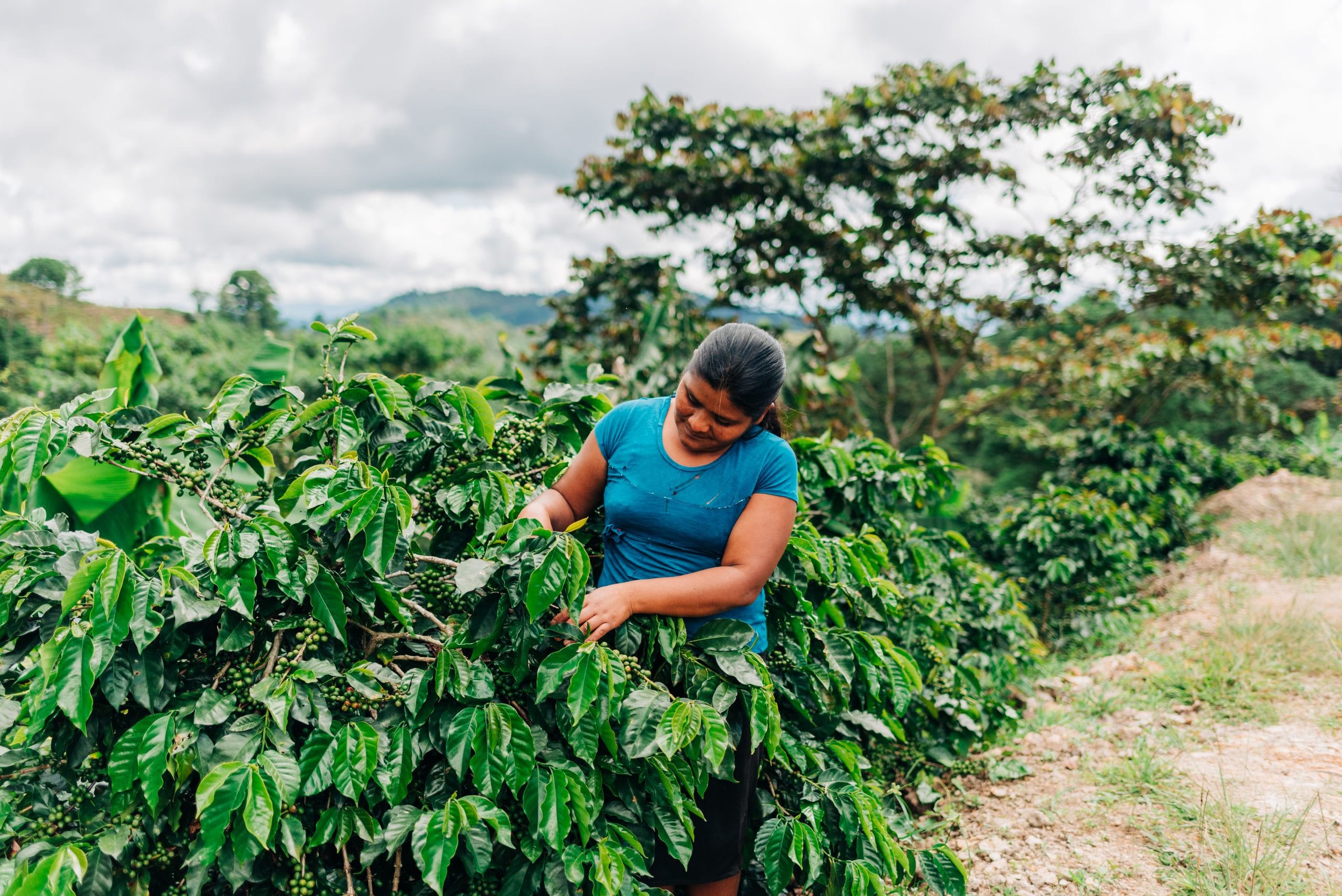 Woman working in coffee farm