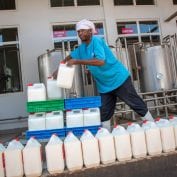 Man working on packaging milk