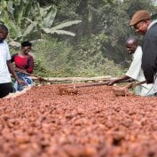 Group of people working on the crops