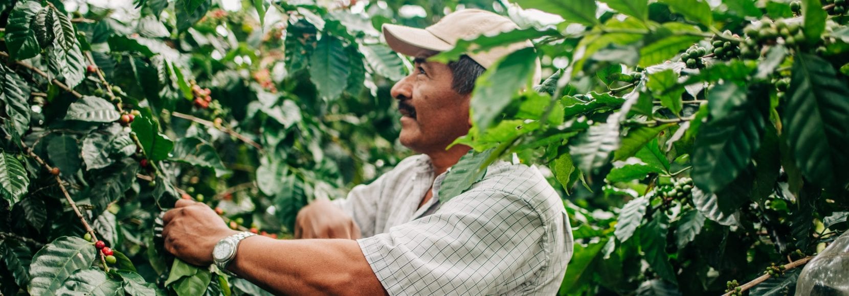 Farmer harvesting crop