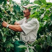 Farmer harvesting crop