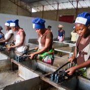 Women deshelling cashews, Agri-Business Company cashew factory, Touba, C™te d'Ivoire. Photo © Nile Sprague Women deshelling cashews, Agri-Business Company cashew factory, Touba, Côte d'Ivoire. Photo © Nile Sprague