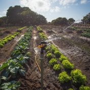 Vegetables are planted in neat rows in Mozambique