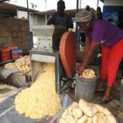 Women working on processing food