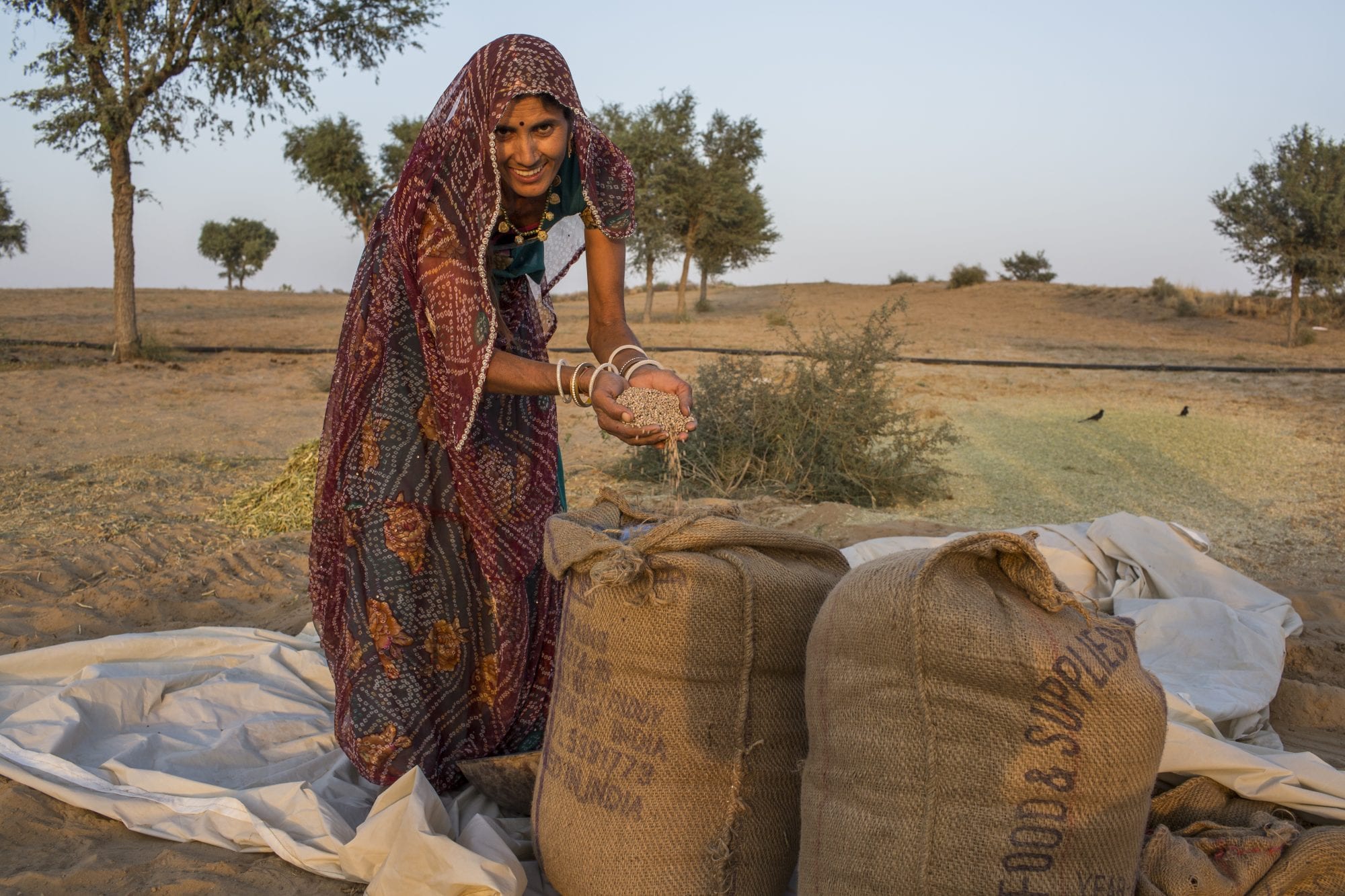 Guar farmer in India