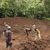 Coffee farmers in Ethiopia