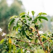 Fruit on the vines