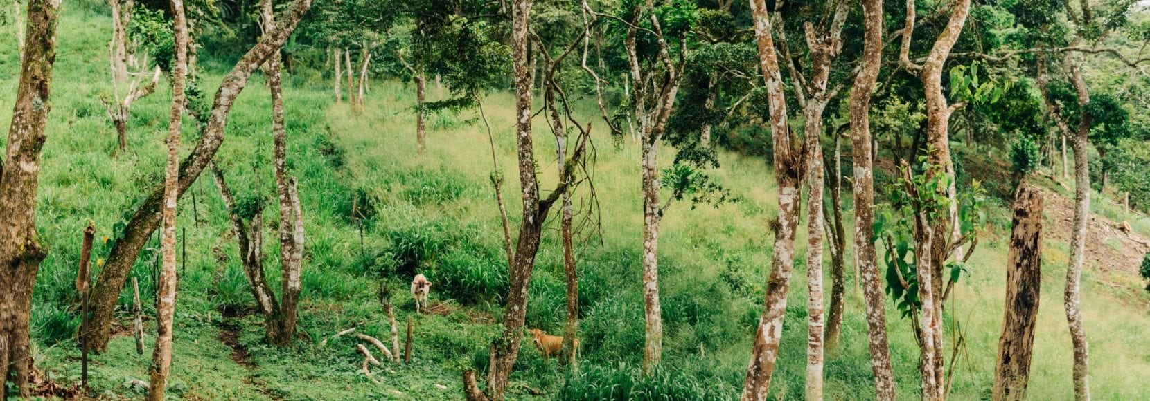 Landscape of trees on mountainside