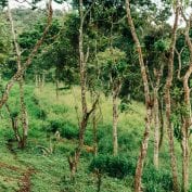 Landscape of trees on mountainside