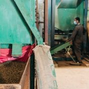 Man working with grain