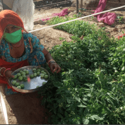 Indian woman farming