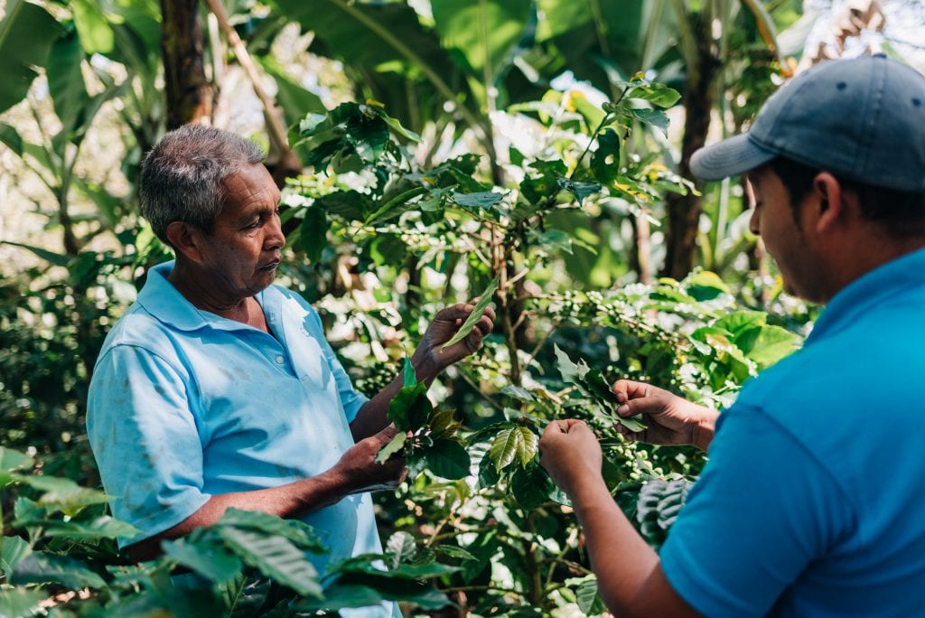 Two people inspecting their fruit plants