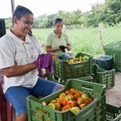 Two woman working with fruit baskets